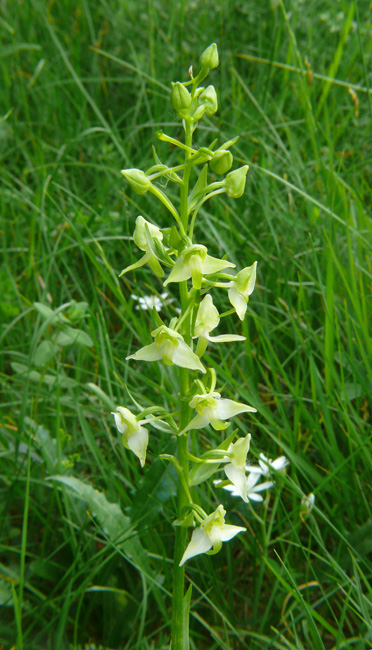 Platanthera chlorantha & Platanthera  bifolia